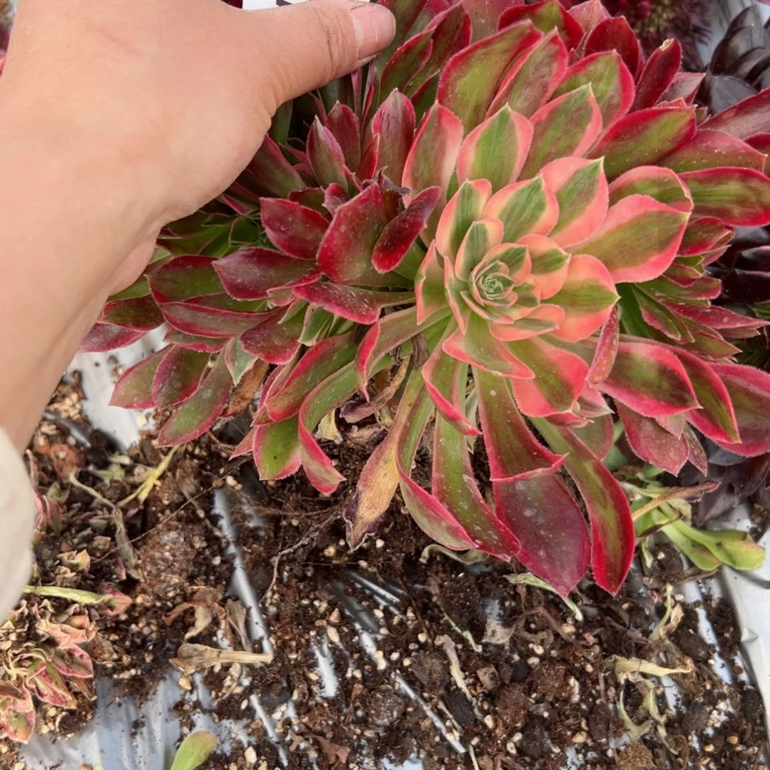 我7211 号多肉法师新年特价