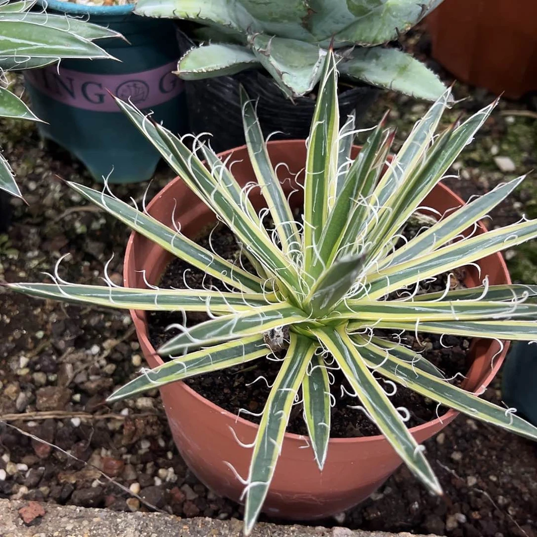 泷之白丝腹轮锦植物