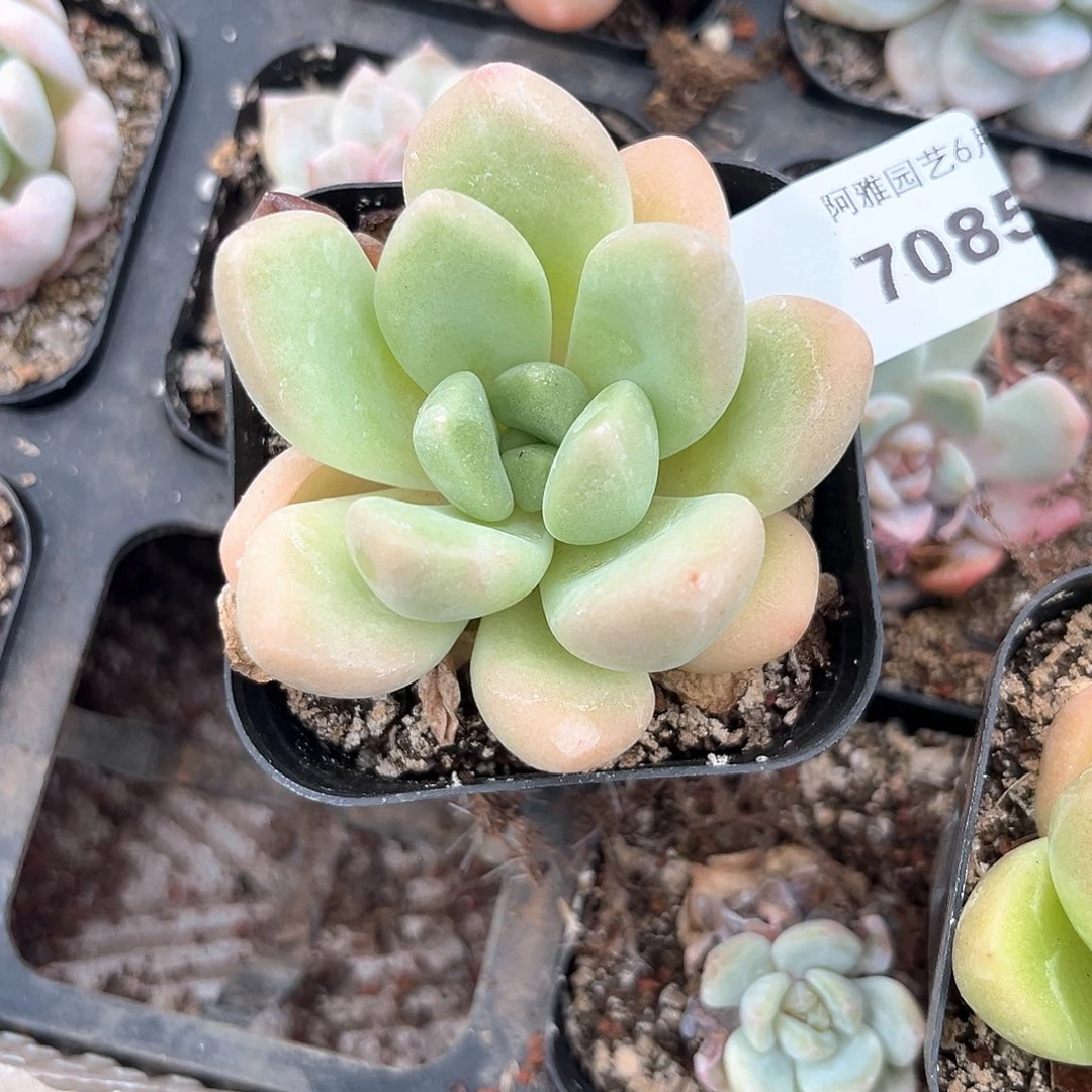 阿雅园艺。    7085桃蛋杂白玫瑰