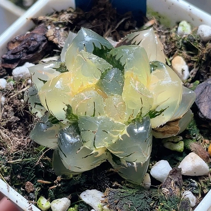 743水中月一物一拍