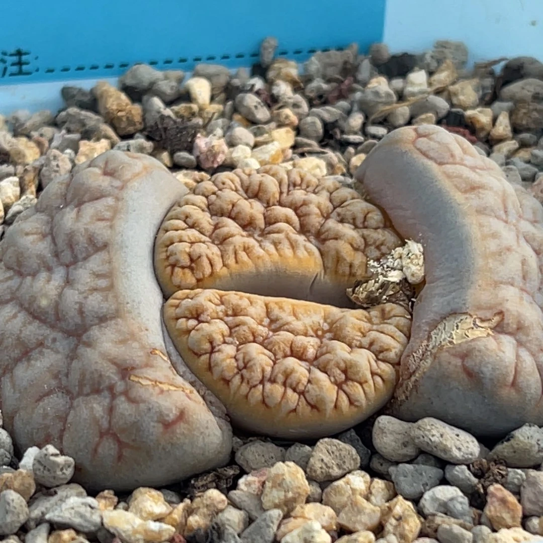 8517凹凸铁189一颗