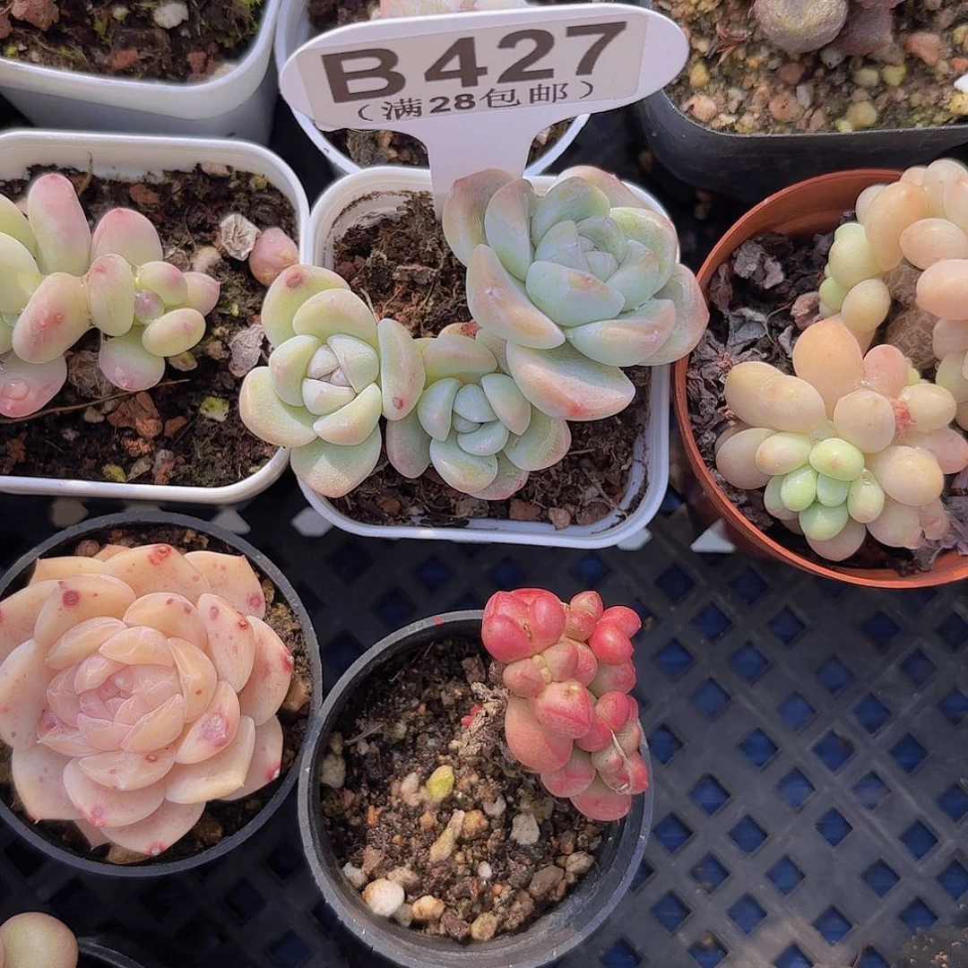 铜***.B427冰玉一物一拍