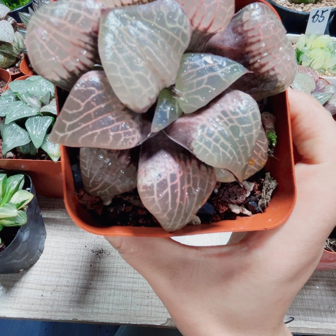 粉玻璃康平多肉植物666