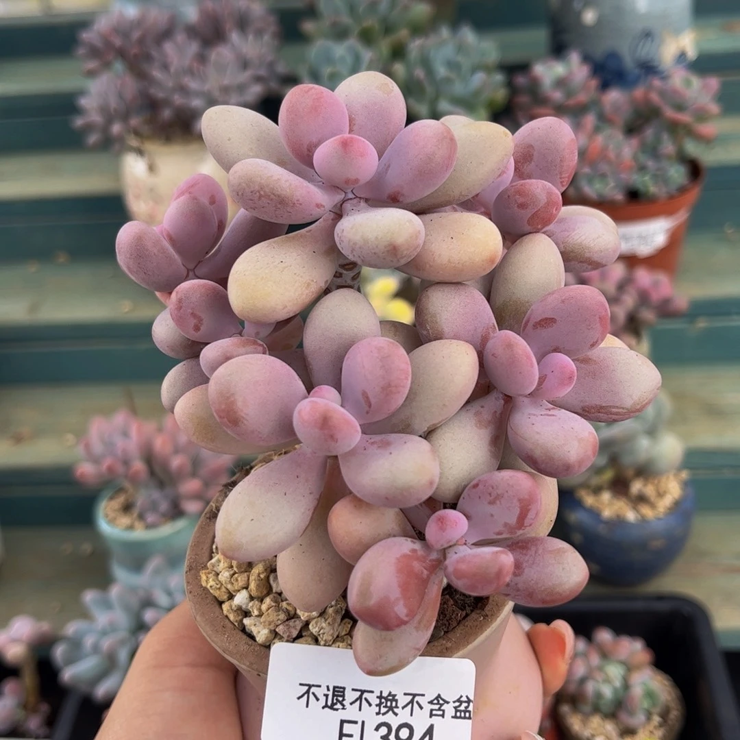 394-桃蛋树8cm多肉