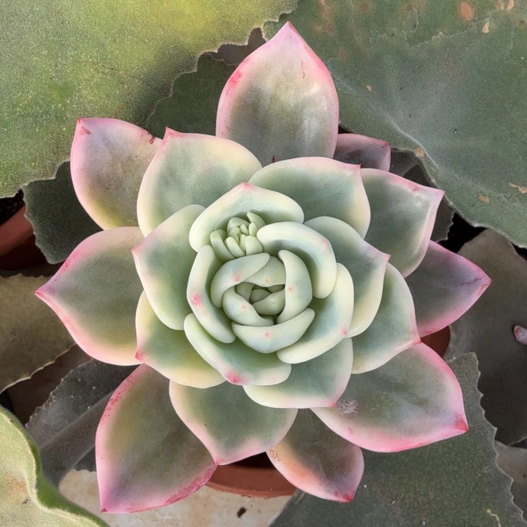 伊丽莎白锦锦上园艺一物一拍