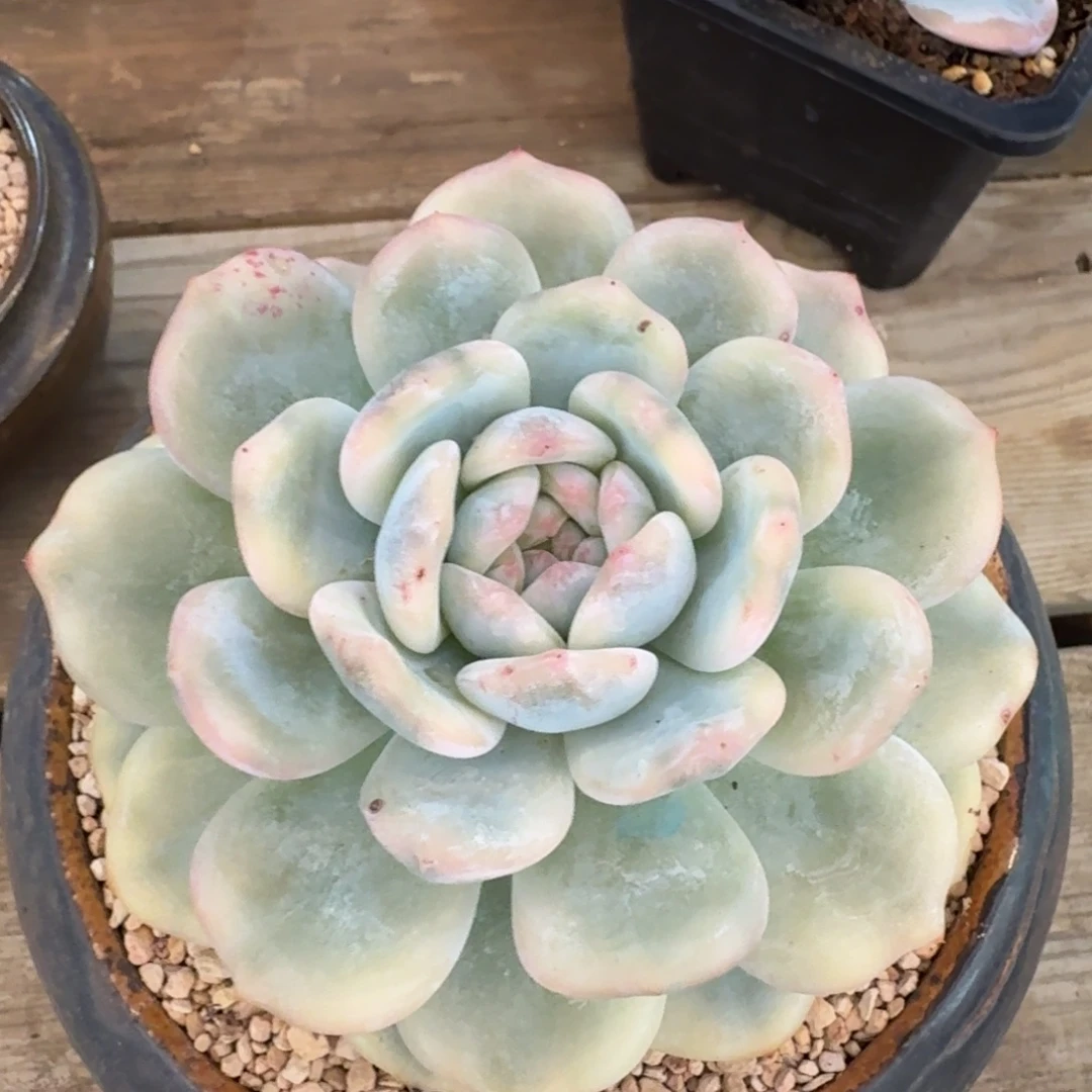 星影 安吉园艺锦锦锦