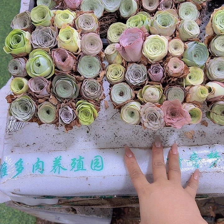 七彩玫瑰22颗到篮子