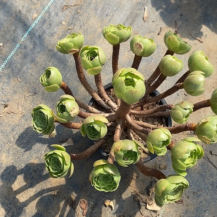 万圣夜55多肉植物法师法师