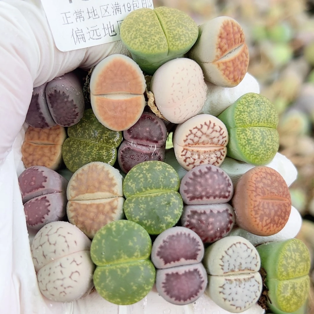 4031 好养易活生石花大母本20个