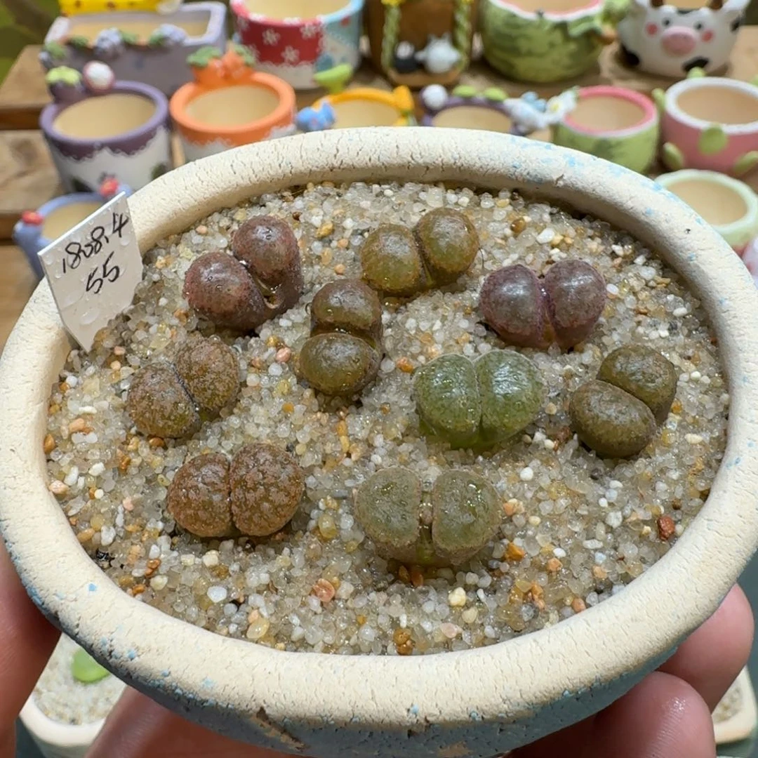 蘑菇1126超级蛋糕风铃多肉植物