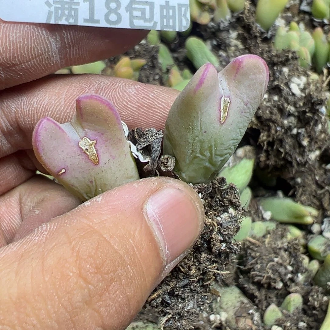 【闪购商品】 742。