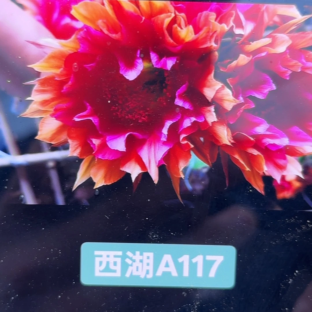 A117 侧牙20包邮彩侧牙20包邮