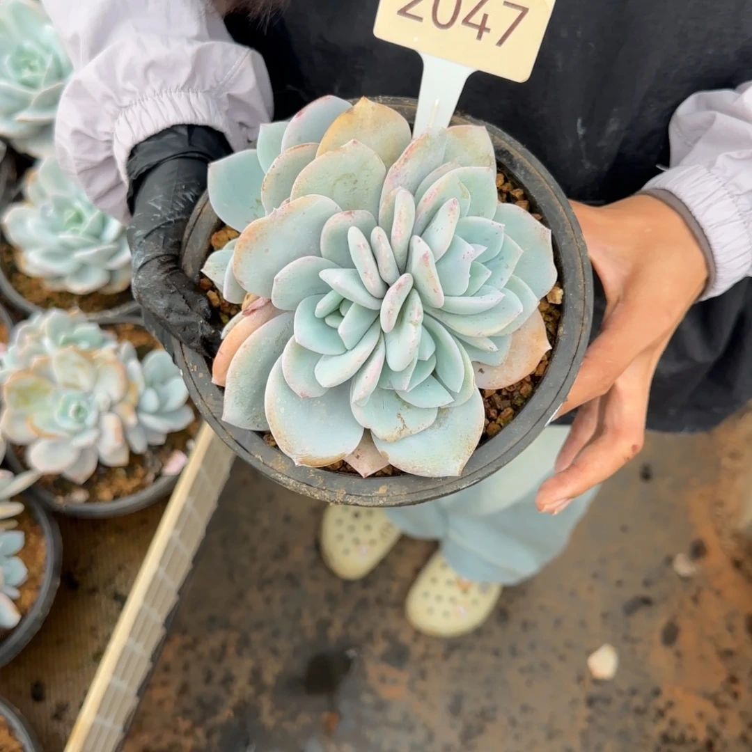 *****三头奶茶 分心。  2047号。