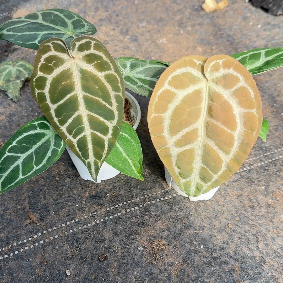 完全开放Skg银杂+撕裂纹杂红