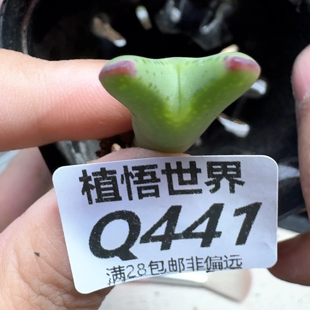 多肉植物的润泽现场