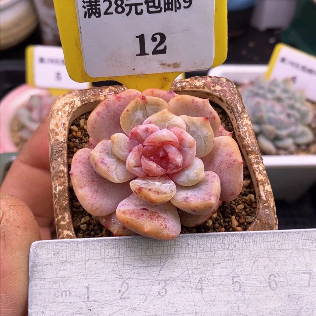 912乌啦啦夜莺石化多肉植物