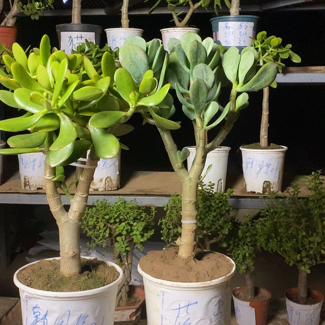 阿**！蓝鸟花月一物一拍