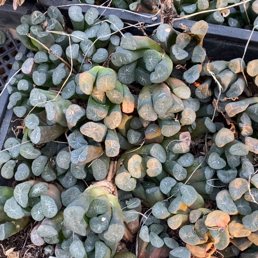 2913 一颗实生超大万象 元旦福利