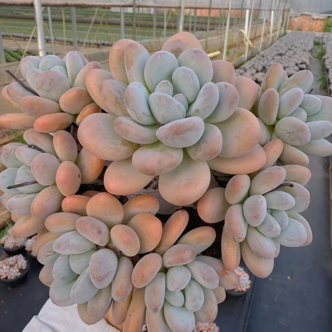 零花钱多肉  盆栽精品香水   多肉植物