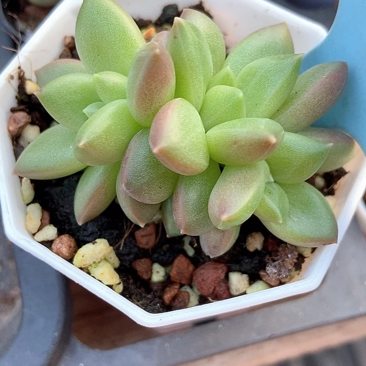 多肉植物迷雾泡泡群502
