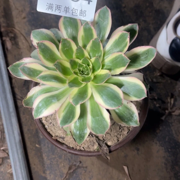 青莲的人多肉的人2284