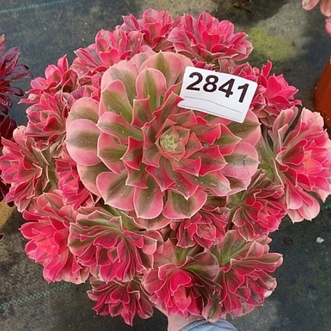 红陶2841女巫4多肉