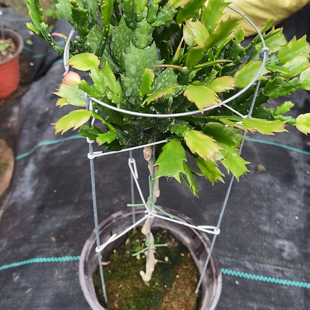 一***夏无花朵福利款单色