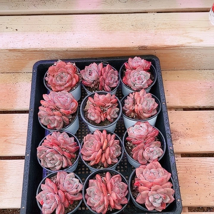 爱丽儿多肉植物啊