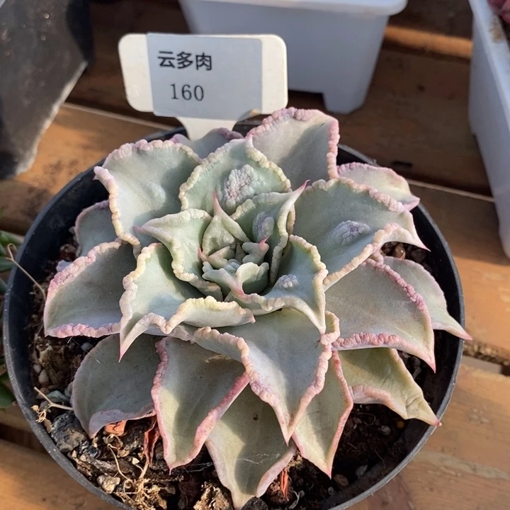 D160- 直播福利 饺子皮带瘤