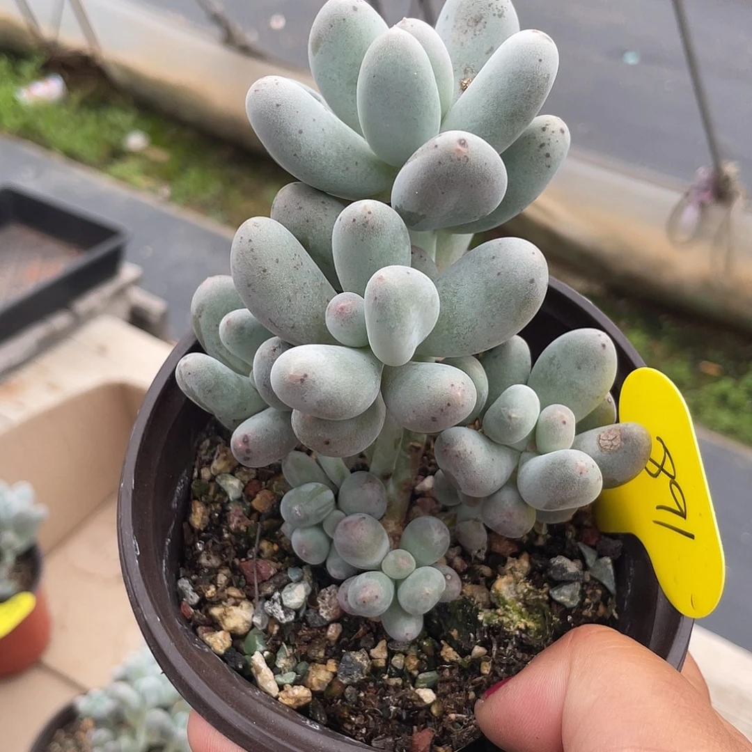 米可群生多肉植物891