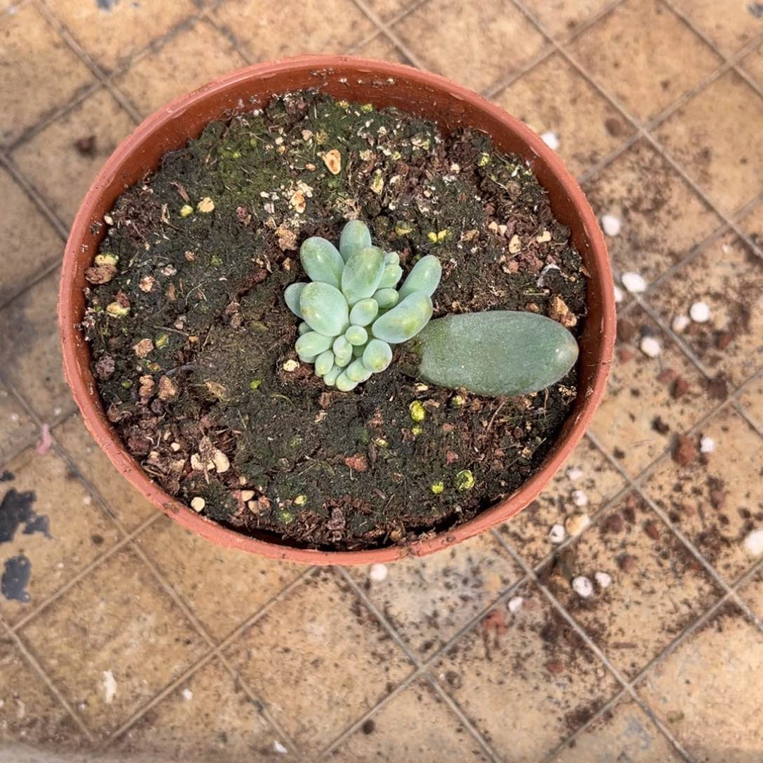 多肉植物多肉植物