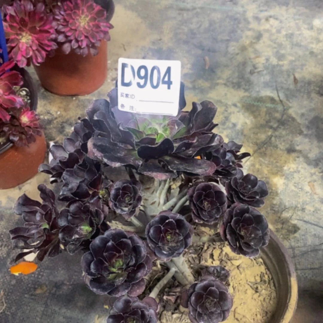 【闪购商品】圆叶黑904