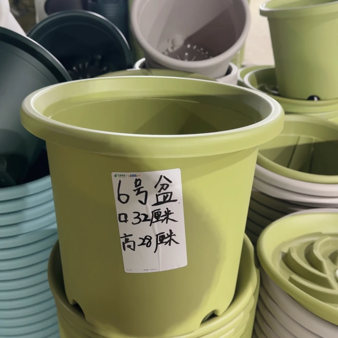 塑料四季6号5个果绿带拖