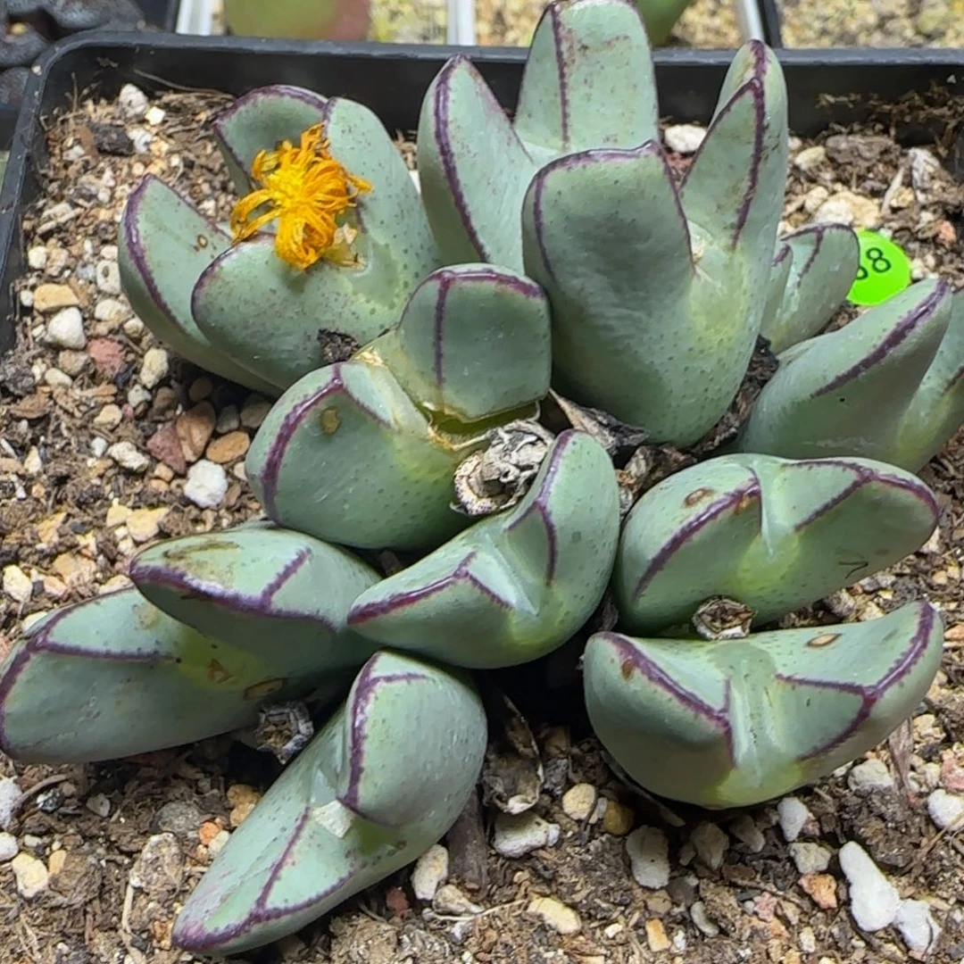 黑边巨无霸多肉植物958