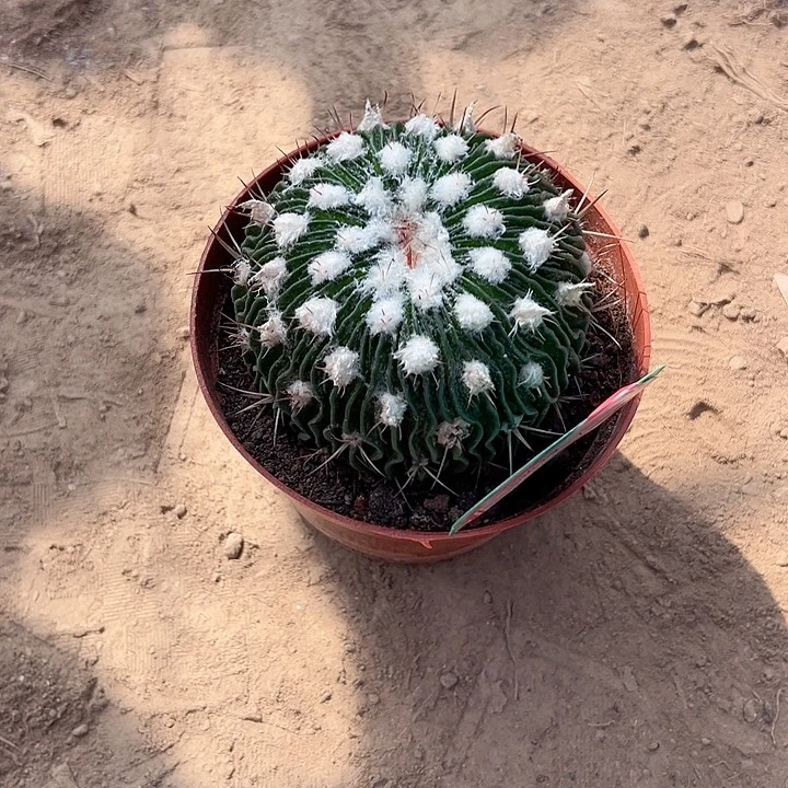 独***然恭喜发财。