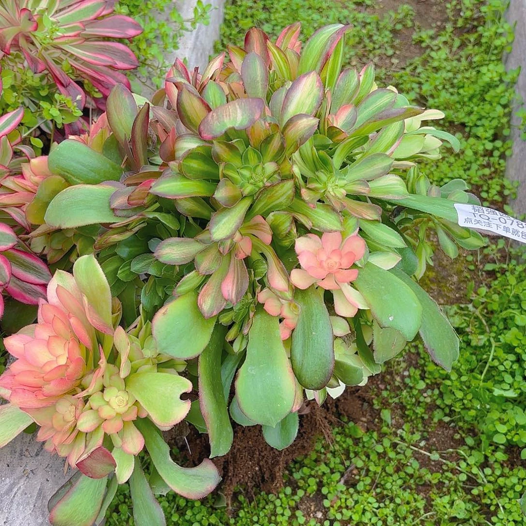 @****雅绍七彩砍头群多肉植物788