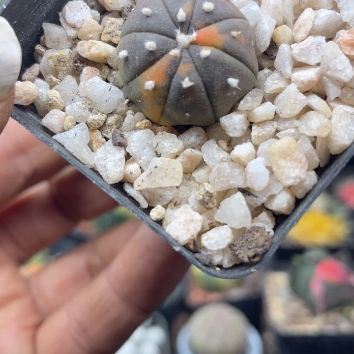 实生兜锦一颗包邮