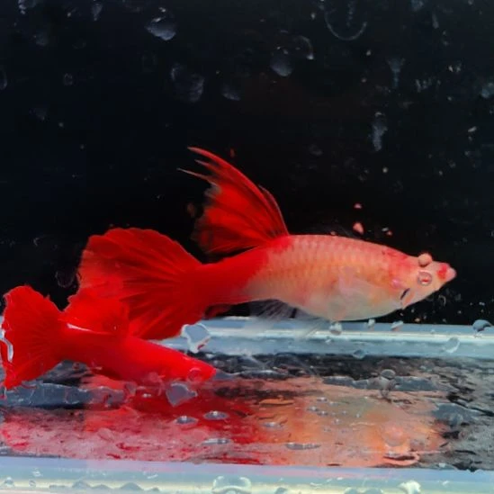 孔雀鱼折扇一对血红大c一对