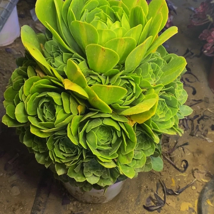 绿羊绒多肉断头不包1251