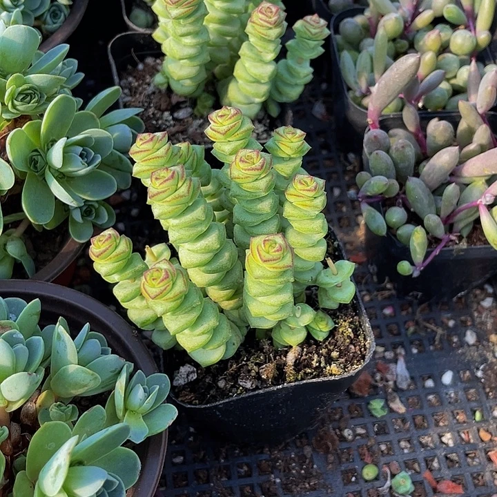 钱多多群带盆土发