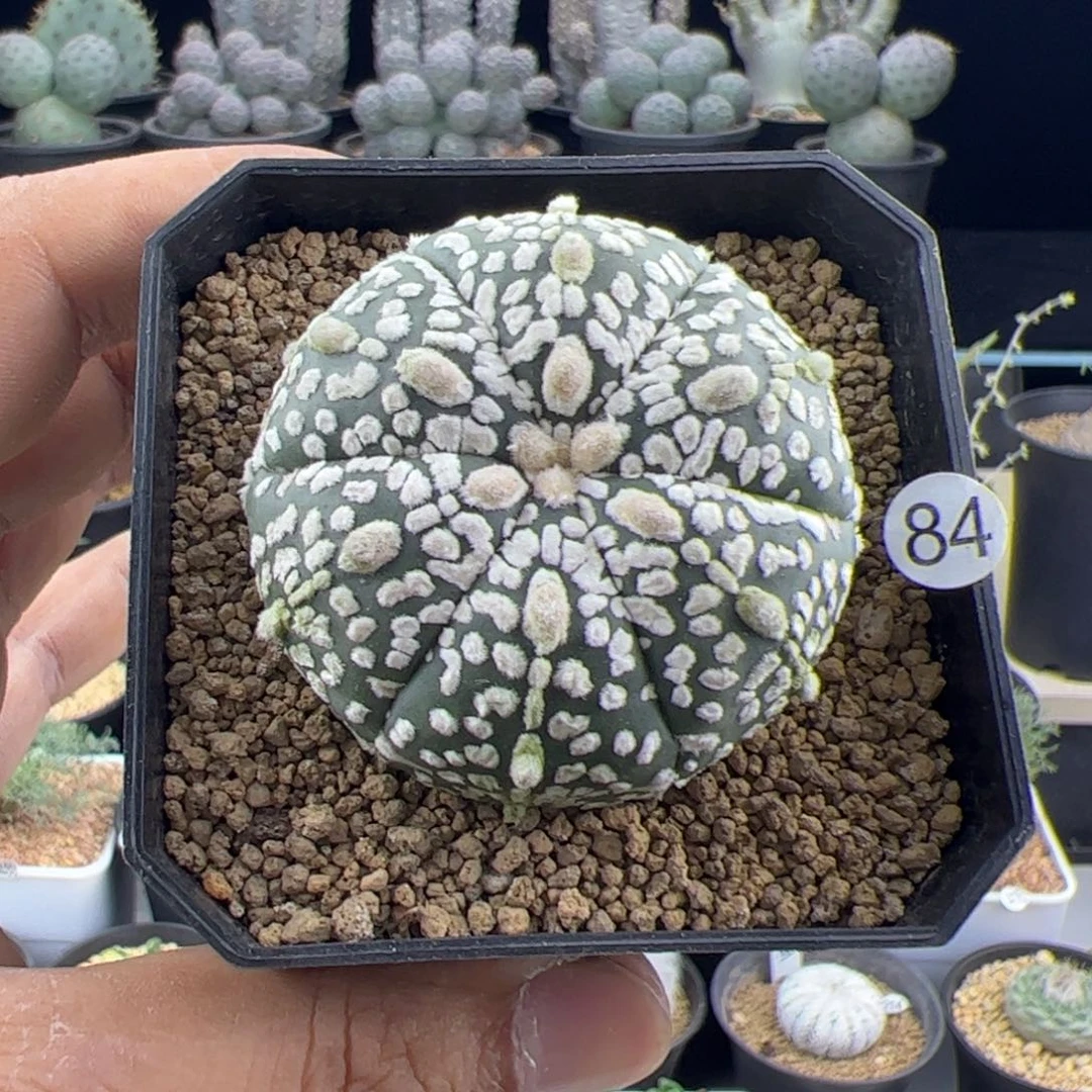 大眼睛兜实生4.9一物一拍