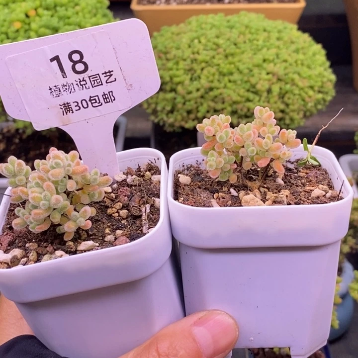 馒***嫲无花朵18冰钻➕冰晶（实生）。