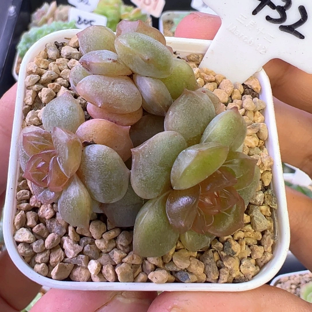 435号彩色恋人3头带崽晗雨多肉