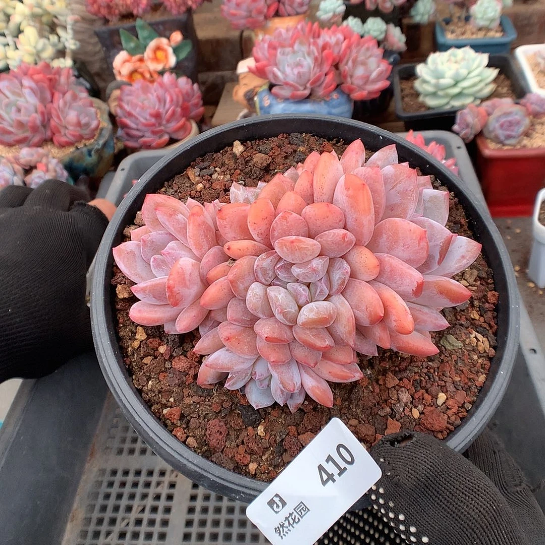 410星橙綴化多肉植物66666