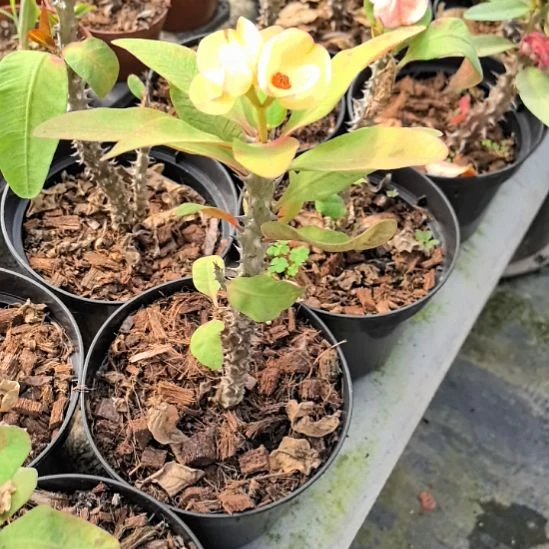 完全开放香草芝士瑕疵苗随机发货