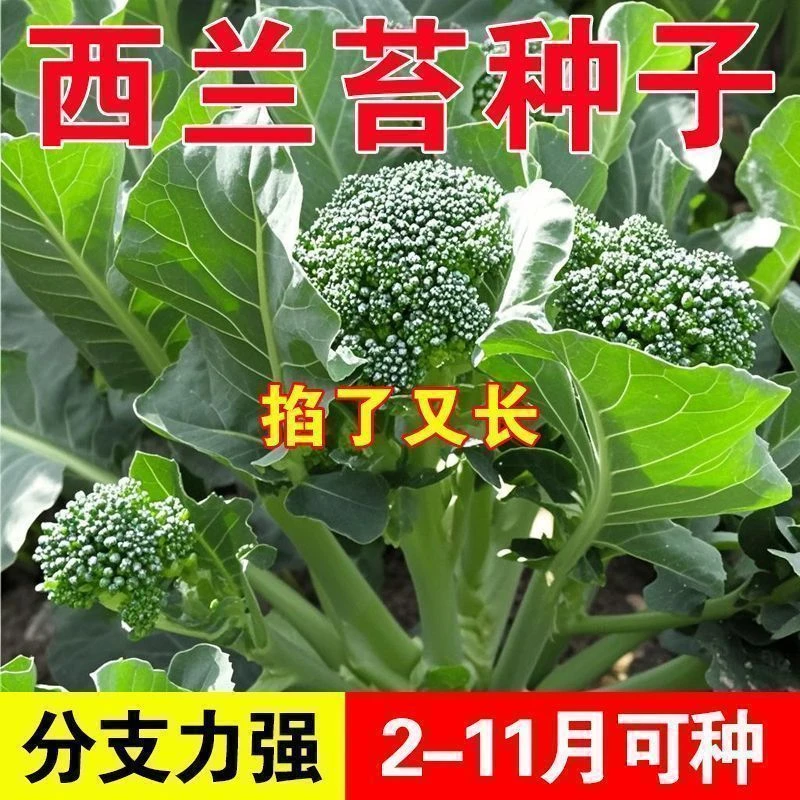 【西兰苔种子】花菜芥菜苔种子西兰花种子阳台庭院四季耐热蔬菜种子