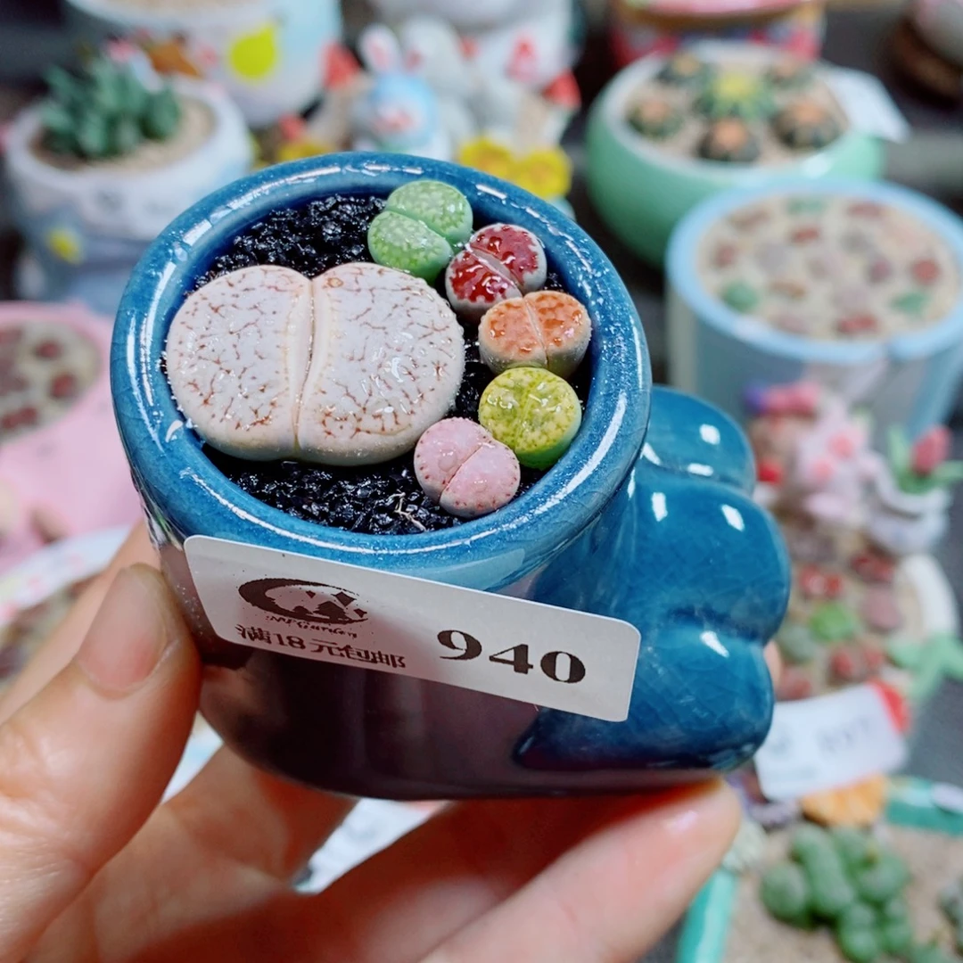 生石花花花花花花花花940