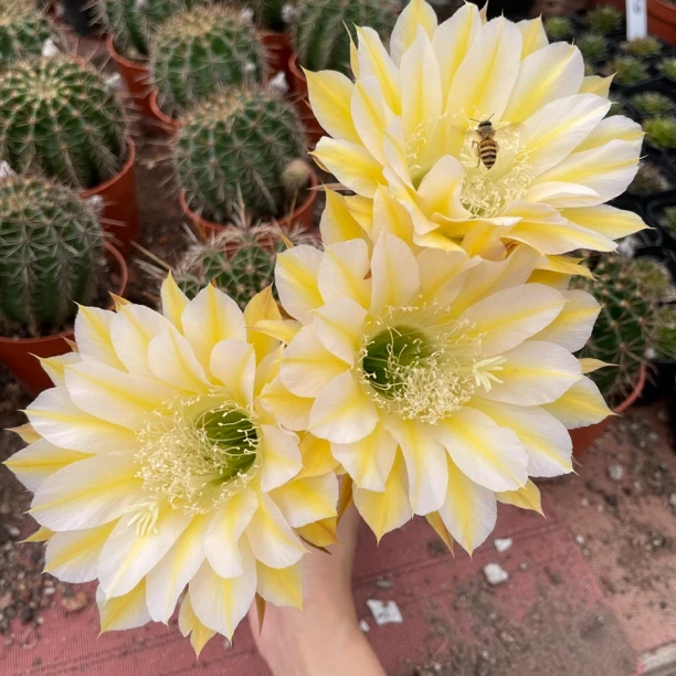 优选黄白彩草仙人球5号大花复色好养多肉植物