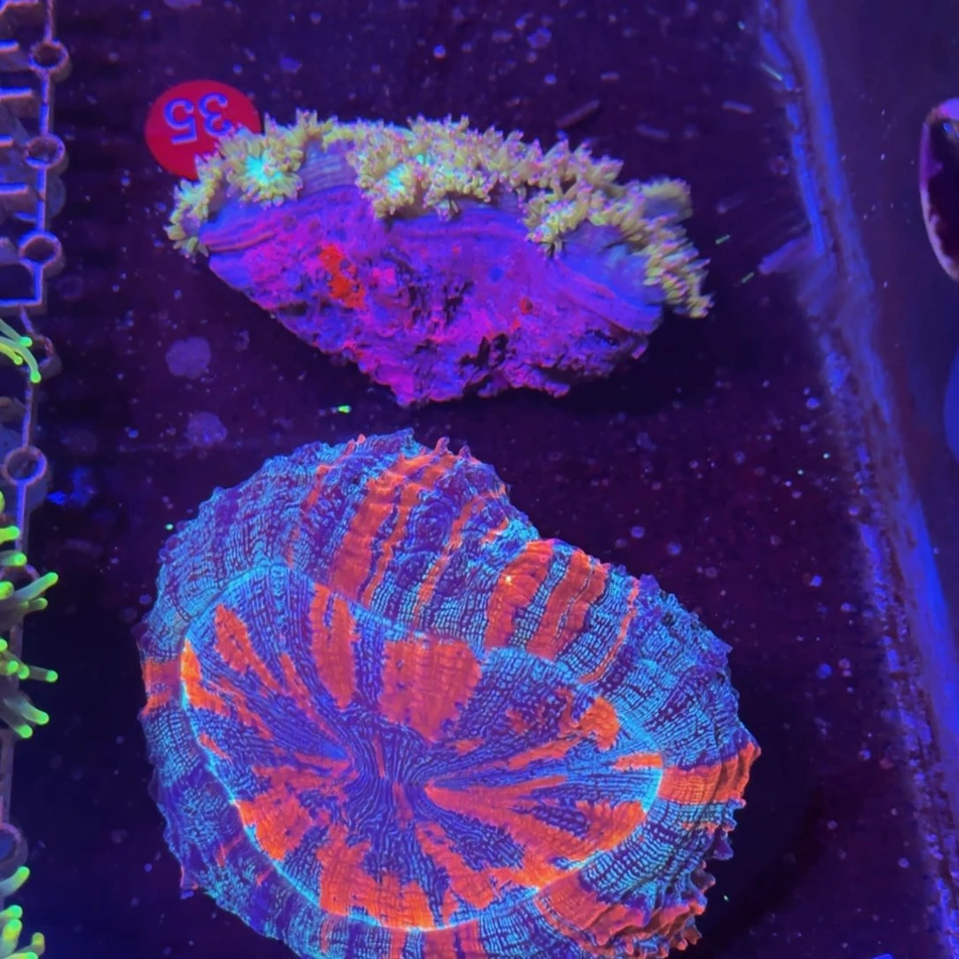 万鱼来朝海水观赏