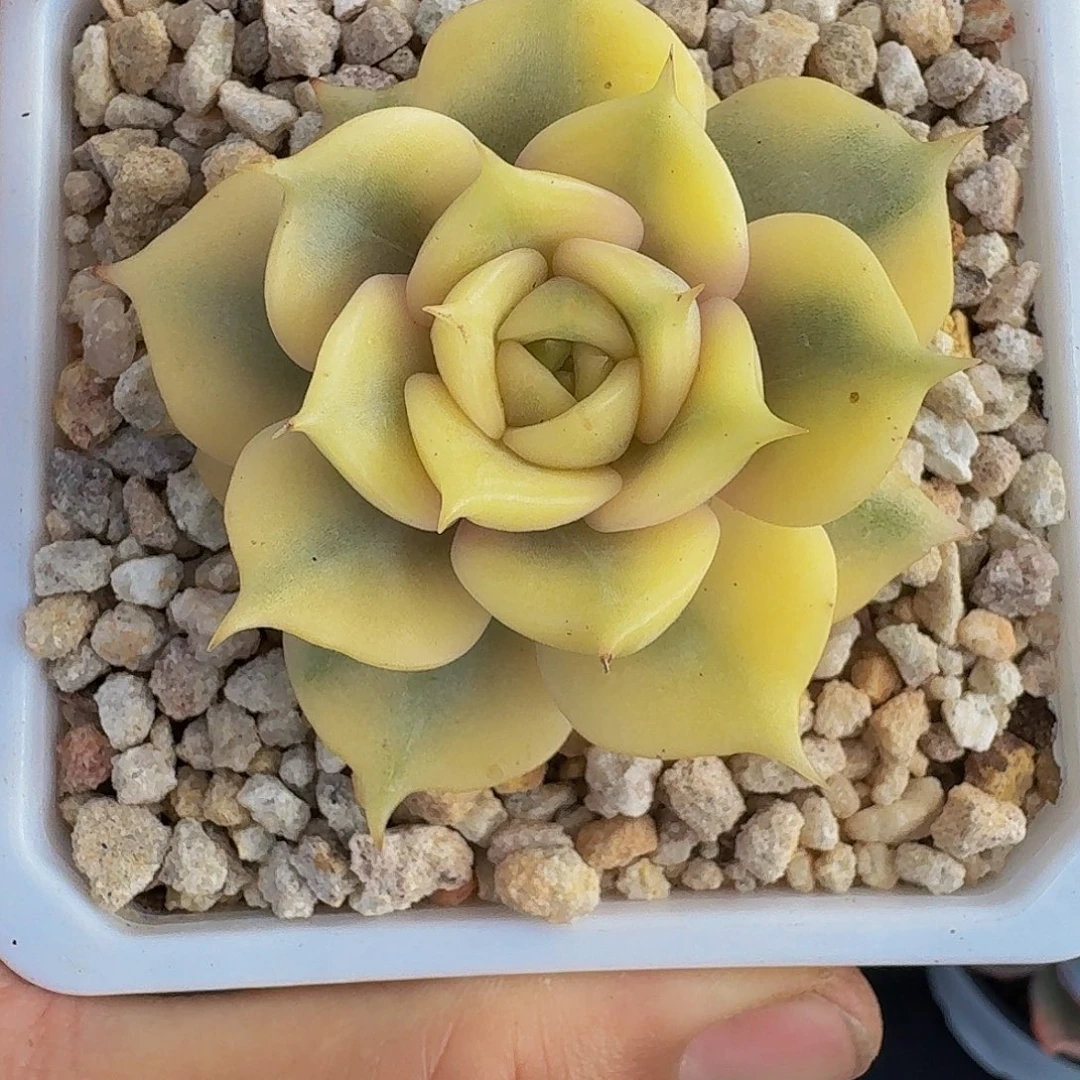 贝加尔湖 锦 一物一拍